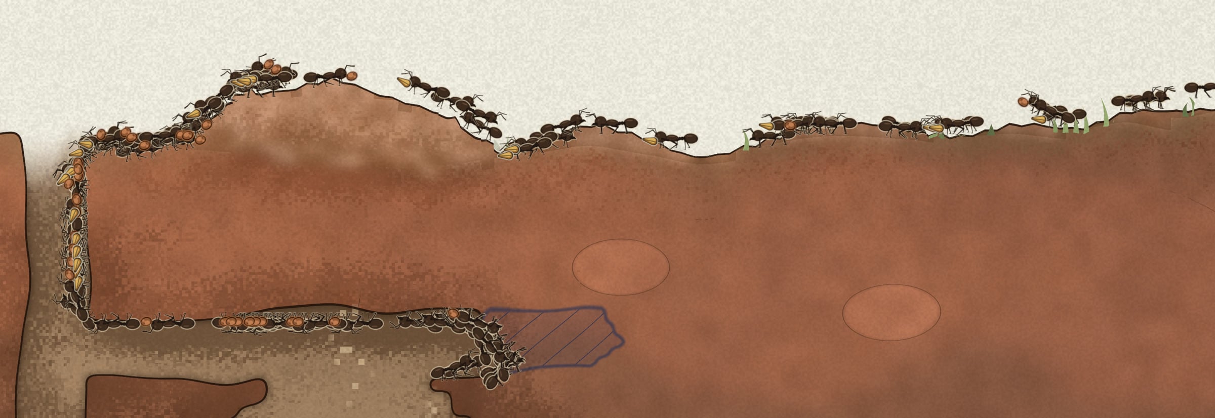 A close view of dark ants walking in file over a mound of soil and down a shaft into the nest. Many carry seeds in their jaws.